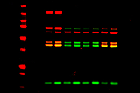do protein ladder fluoresce in western blots
