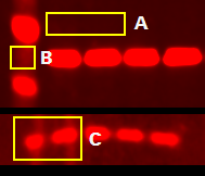 Image Studio background region types