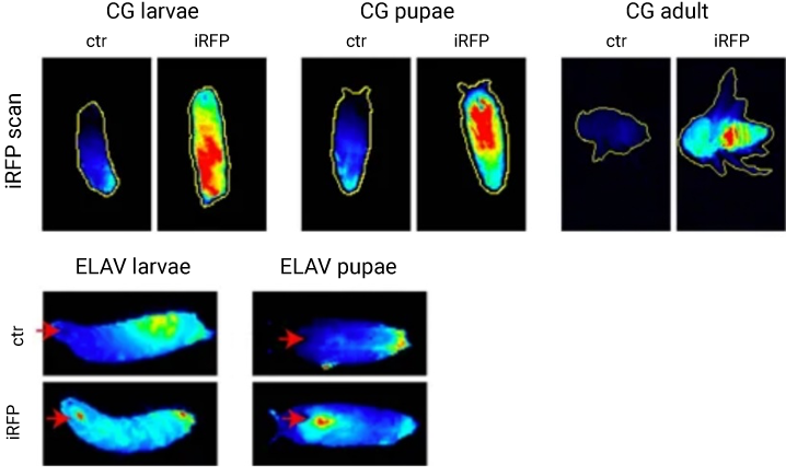 detection of iRFP713 in vivo