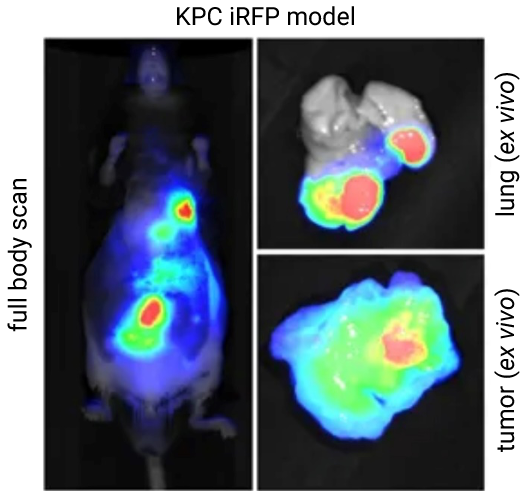 KPC iFRP model