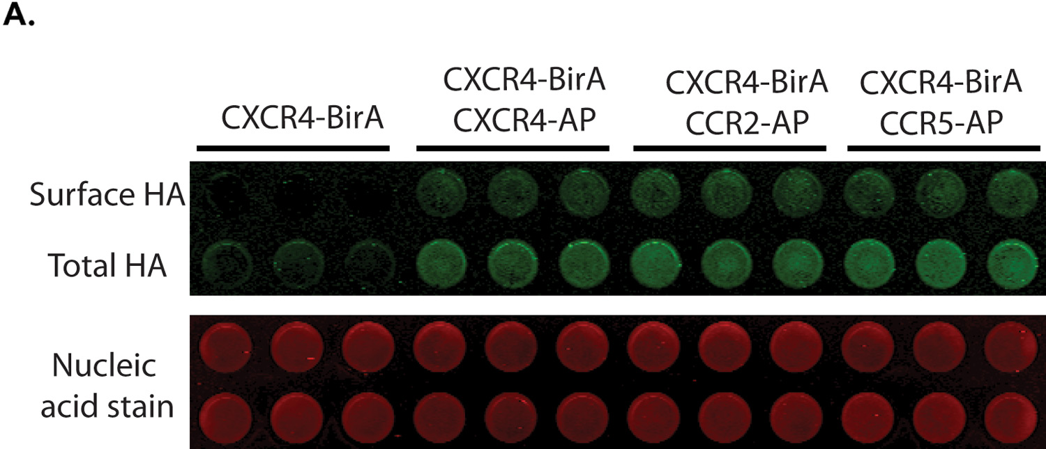 figure 3A