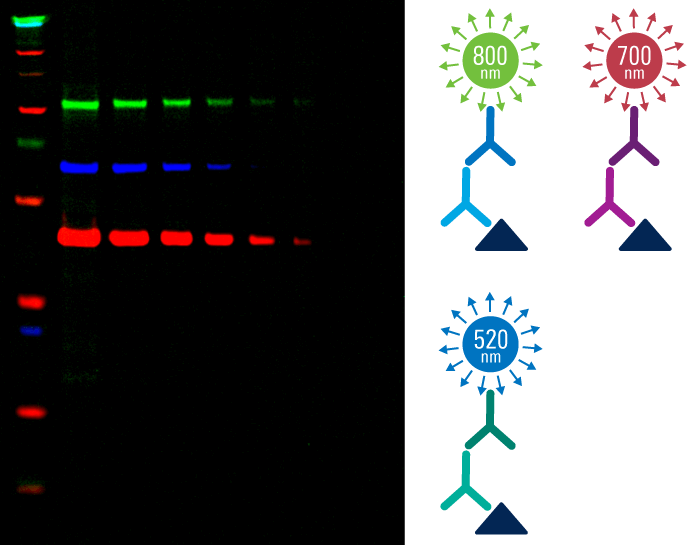 3 color multiplexed western blot