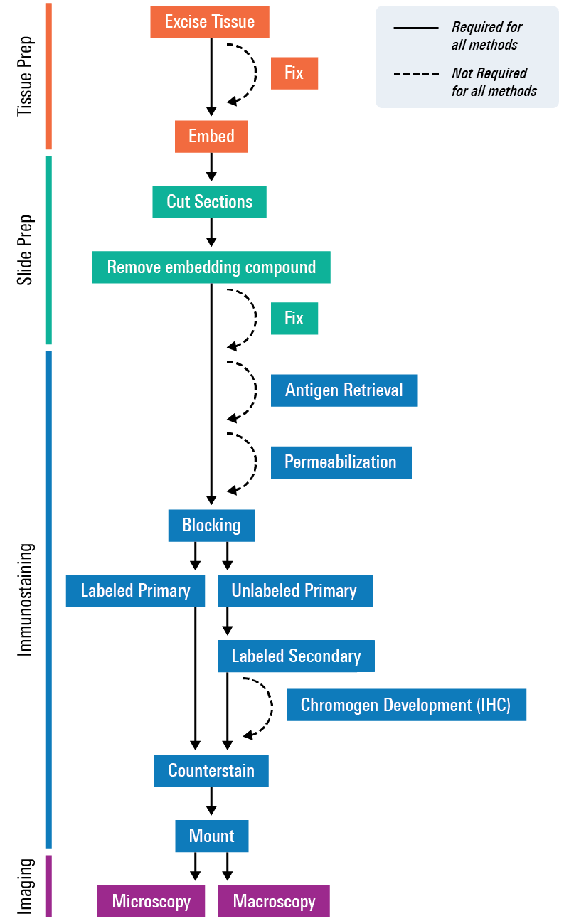 Tissue section flowchart