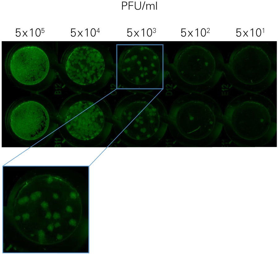 HSV-1 Titration with ICW