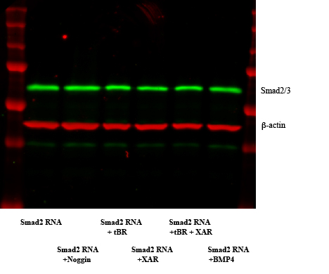 Actin used for normalization in