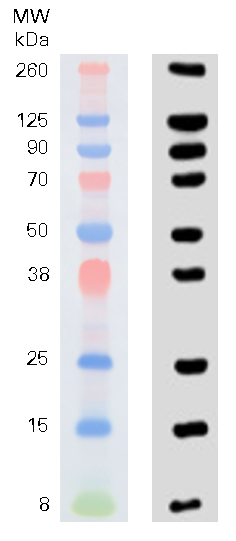 Chameleon Vue Pre-stained Protein Ladder