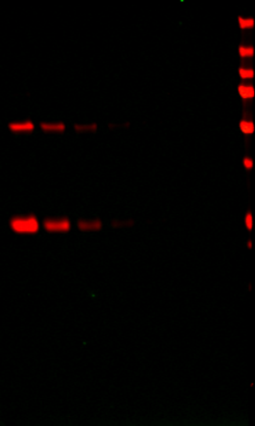 IRDye® 680LT Donkey anti-Guinea Pig IgG Secondary Antibody data