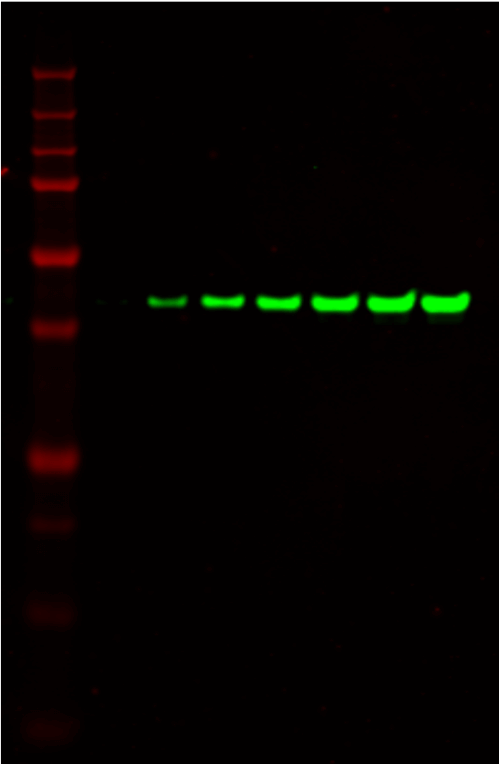 IRDye® 800CW Donkey anti-Chicken Secondary Antibody data