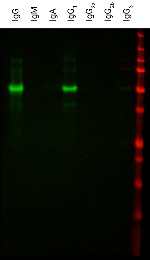 IRDye® 800CW Goat anti-Mouse IgG1 Specific Secondary Antibody data