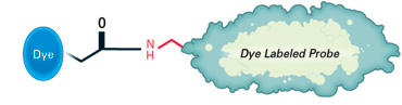 IRDye® 800CW NHS Ester amide bond