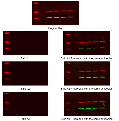Example of stripping and reprobing with NewBlot Nitro Stripping Buffer.