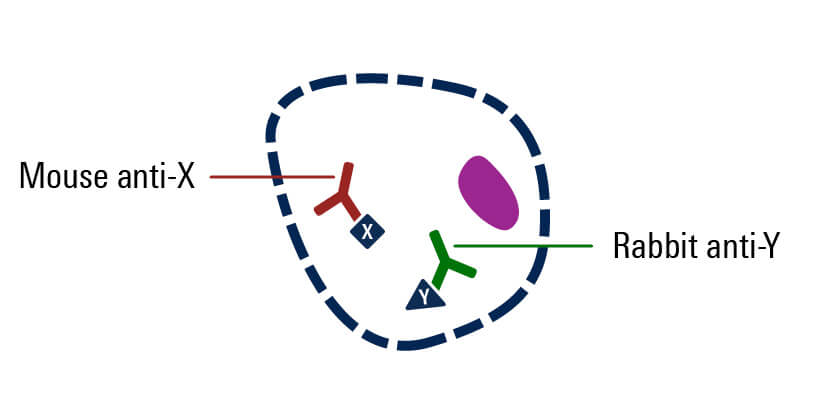 primary antibody added