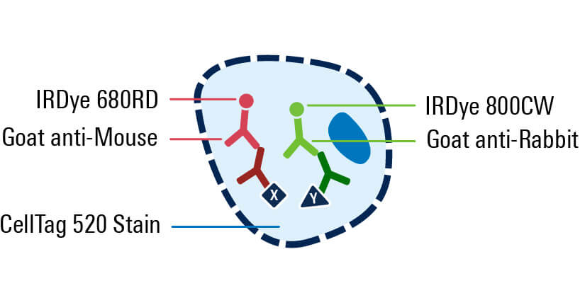 secondary antibody added