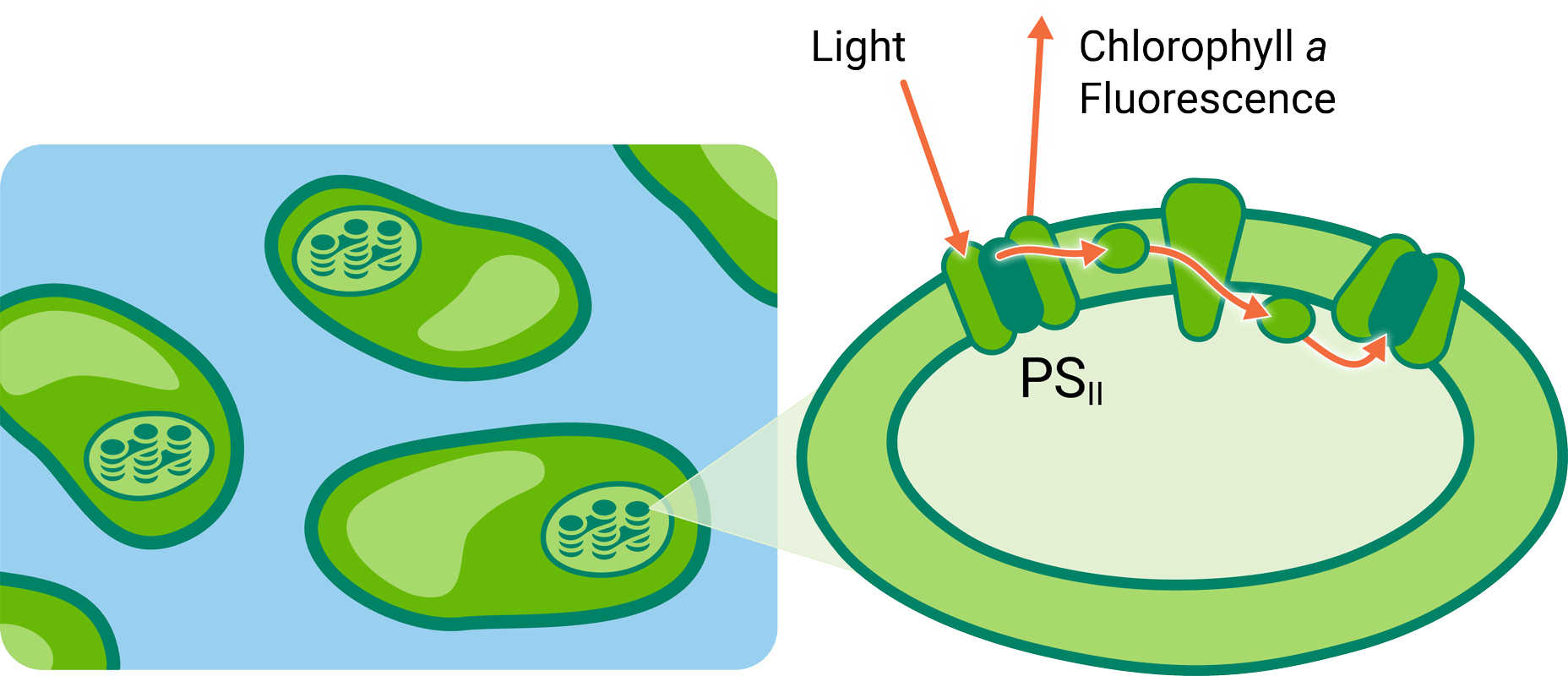 flourescence in aquatic sample