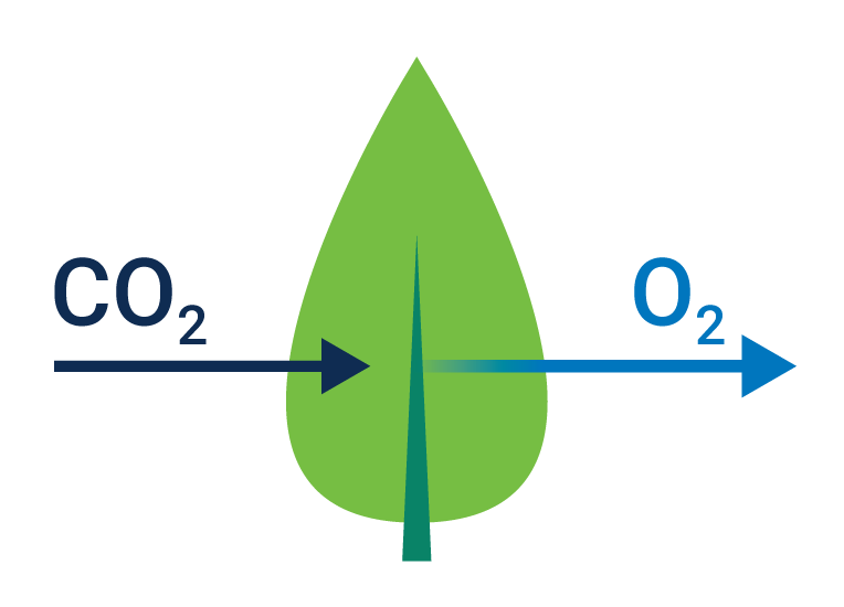 diagram of gas exchange