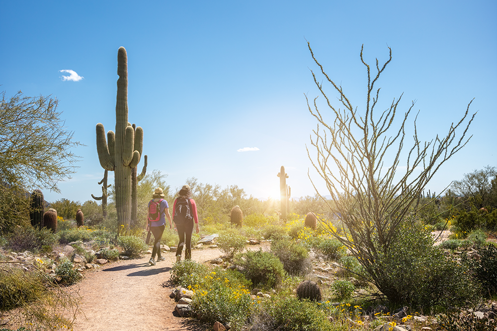 An image of two people hiking in the Sonoran desert in Tucson, Arizona