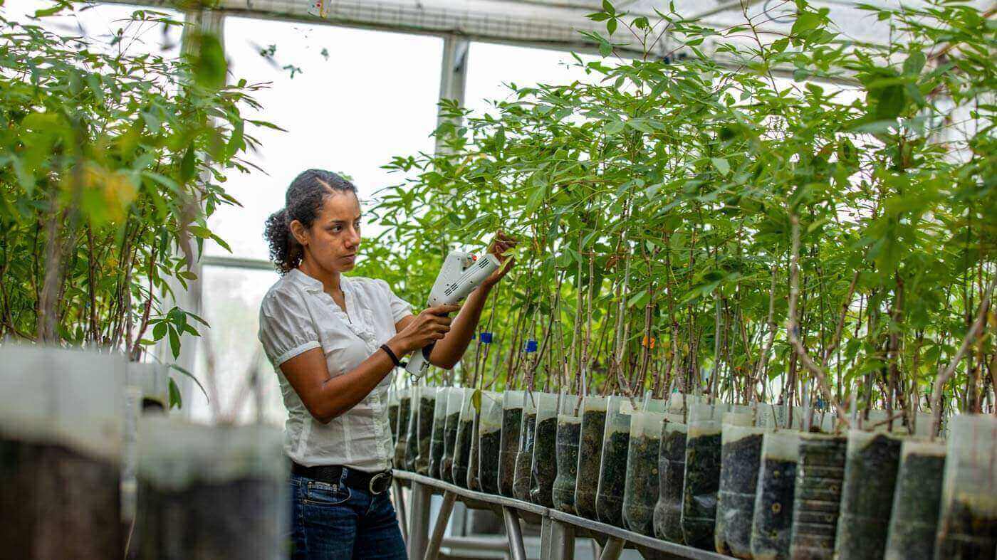 LI-600 in greenhouse